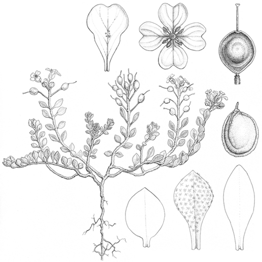  Alyssum arenarium